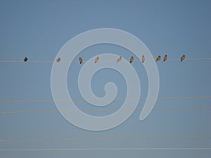 Waxwings on the wires birds on the wire.