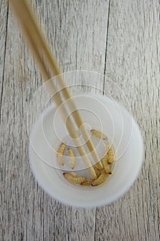 Waxworms in a cup