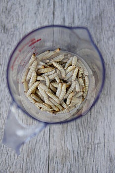 Waxworms in a measuring cup