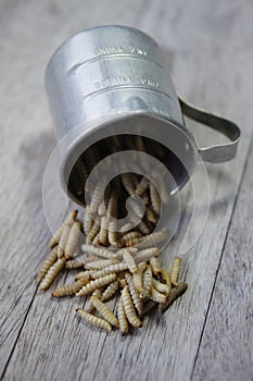 Waxworms in a measuring cup