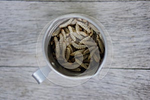 Waxworms in a measuring cup