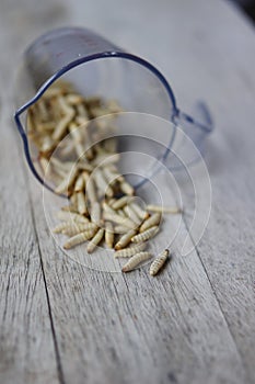 Waxworms in a measuring cup