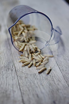 Waxworms in a measuring cup