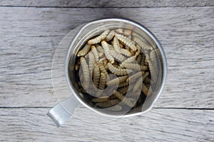 Waxworms in a measuring cup