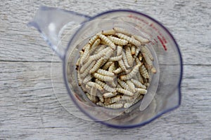 Waxworms in a measuring cup