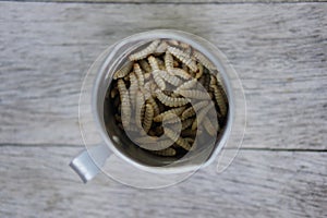 Waxworms in a measuring cup