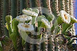 Saguaro Cactus Flowers with Bees and Other Flying Things