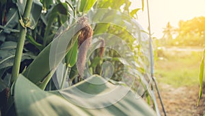 Waxy corn field in sunset.