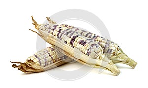 Waxy corn isolated on white background