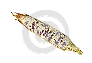 Waxy corn isolated on white background