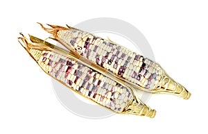 Waxy corn isolated on white background