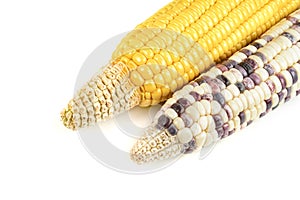 Waxy corn isolated on white background