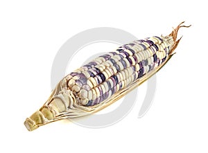 Waxy corn isolated on white background