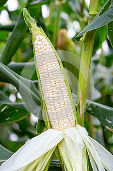 Waxy corn