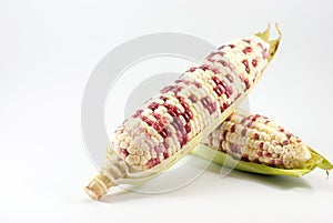 Waxy corns on a white background, space for text