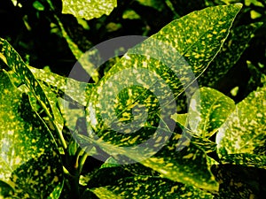 Waxy green leaves and dense foliage with bright yellow spots in selective focus