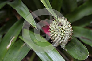 Waxy leaves and green flower of the Aechmea pectinata, an exotic flowering plant in the Bromeliaceae family