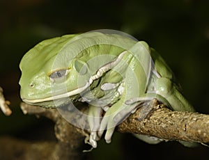 Waxy monkey frog