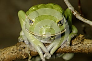 Waxy monkey frog