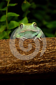 Waxy monkey frog(phyllomedusa sauvagii)