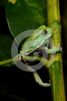 Waxy monkey frog(phyllomedusa sauvagii)