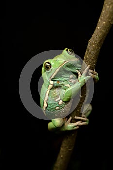 Waxy monkey frog(phyllomedusa sauvagii)