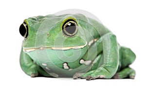 Waxy Monkey Leaf Frog, Phyllomedusa sauvagii