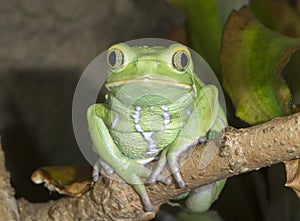 Waxy monkey leaf frog (Phyllomedusa sauvagii) portrait.