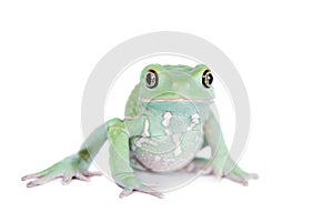 Waxy Monkey Leaf Frog on white background