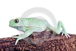 Waxy Monkey Leaf Frog on white background