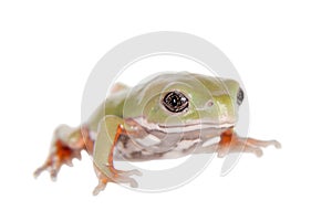 Waxy Monkey Leaf Frog on white background