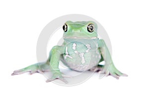 Waxy Monkey Leaf Frog on white background photo