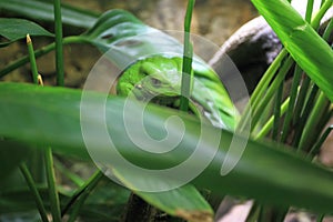 Waxy monkey tree frog