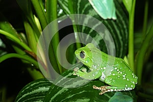 Waxy monkey tree frog photo