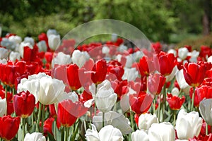 Waxy red and white tulips photo