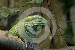 Waxy Tree Frog