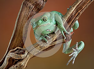 Waxy tree frog on branch