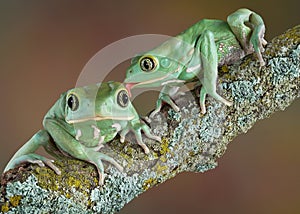 Waxy tree frog love