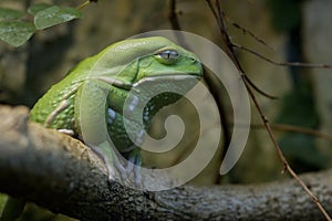 Waxy Tree Frog - Phyllomedusa sauvagii