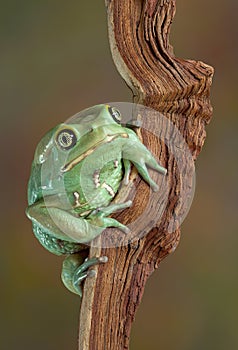 Waxy tree frog portrait