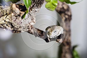 Waxy tree frog photo