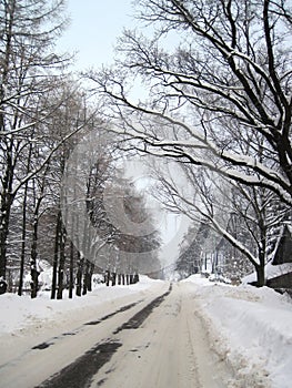 Way ans snowy trees in winter, Lithuania