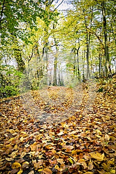 Way in an autumn forest