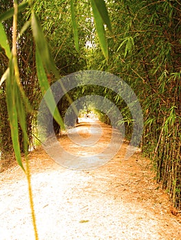 Way of bamboo 7