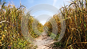 Way in barley field