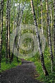 Way in the birch forest