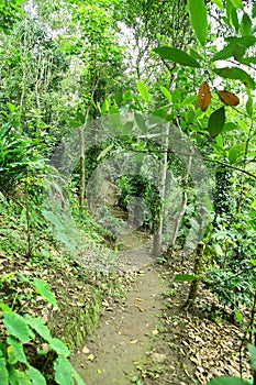 Way in the dense forest
