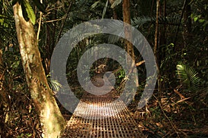 A way through the dense jungle