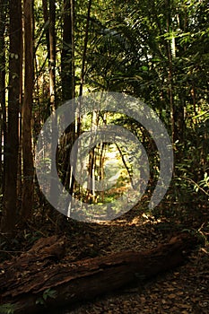 A way through the dense jungle