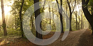 Way through a floodplain forest